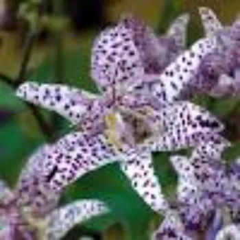 Rare Lily Flower